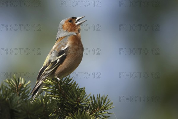 Common Chaffinch (Fringilla coelebs) male singing, Sweden