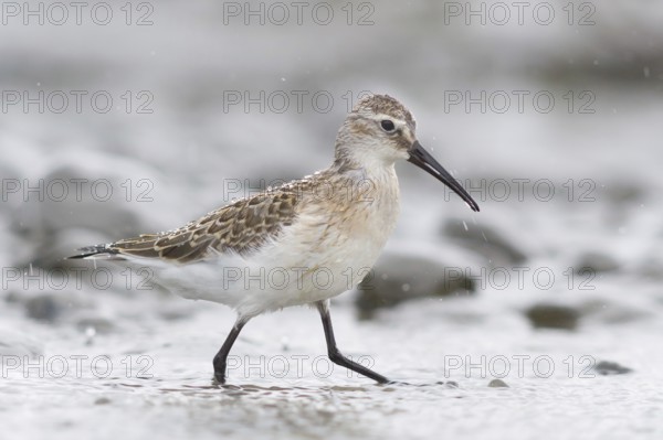 Curlew Sandpiper (Calidris ferruginea), Austria