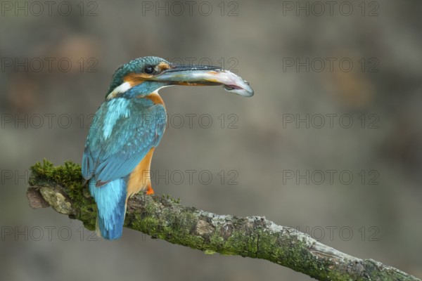 Common Kingfisher (Alcedo atthis) female perched on a branch with a fish in its beak, Lower Saxony, Germany