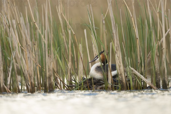 Great Crested Grebe (Podiceps cristatus) incubating, North Rhine-Westphalia, Germany
