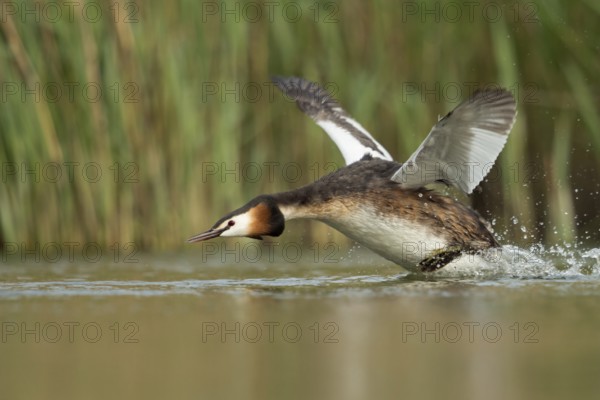 Great Crested Grebe (Podiceps cristatus) taking flight, North Rhine-Westphalia, Germany
