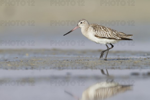 Bar-tailed Godwit (Limosa lapponica) foraging, Oman