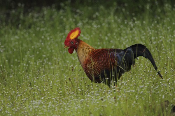 Sri Lanka Junglefowl (Gallus lafayettii) male, Sri Lanka