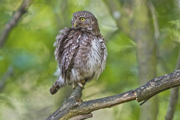 Eurasian Pygmy Owl (Glaucidium passerinum) female perched on a branch, Bavaria, Germany