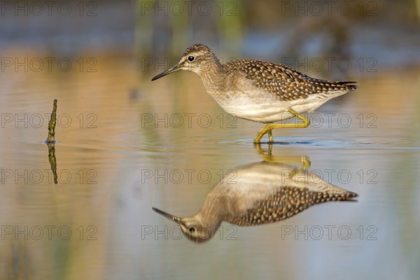 Wood Sandpiper (Tringa glareola), Saxony-Anhalt, Germany
