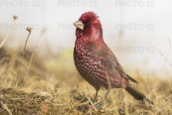Great Rosefinch (Carpodacus rubicilla) male on ground, Georgia