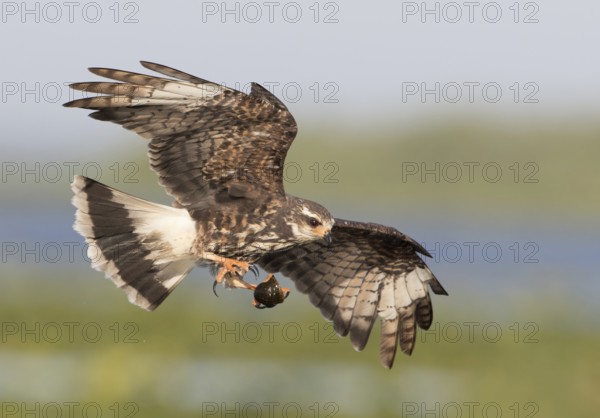Snail Kite (Rostrhamus sociabilis) female flying with snail in its claws, Florida, USA
