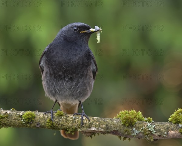 Black Redstart (Phoenicurus ochruros) male with insect prey in beak to feed chicks, Bavaria, Germany