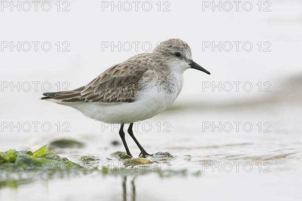 Red-necked Stint (Calidris ruficollis) foraging, Victoria, Australia