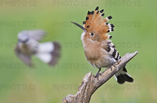Eurasian Hoopoe & Red-backed Shrike (Upupa epops & Lanius collurio), Aosta Valley, Italy