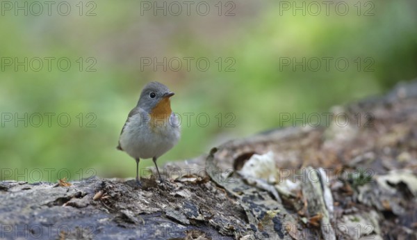 Red-breasted Flycatcher (Ficedula parva) perched on tree trunk, Brandenburg, Germany