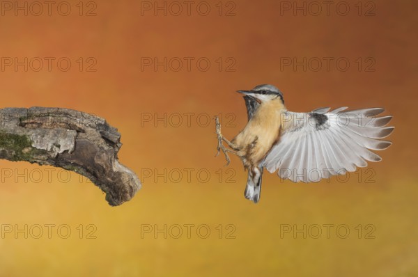 Eurasian Nuthatch (Sitta europaea) landing on a branch, Aosta Valley, Italy