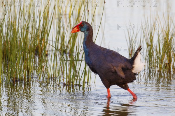 Western Swamphen (Porphyrio porphyrio) foraging, Mallorca, Spain