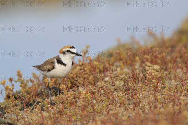 Kentish Plover (Charadrius alexandrinus) male, Greece