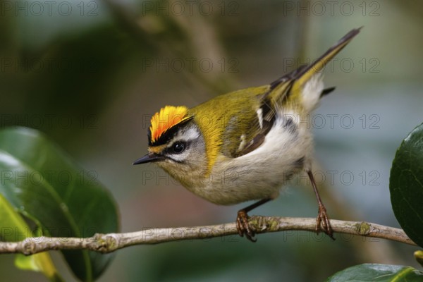 Common Firecrest (Regulus ignicapilla), Asturias, Spain
