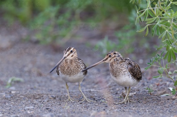 Common Snipe (Gallinago gallinago) pair, Iceland