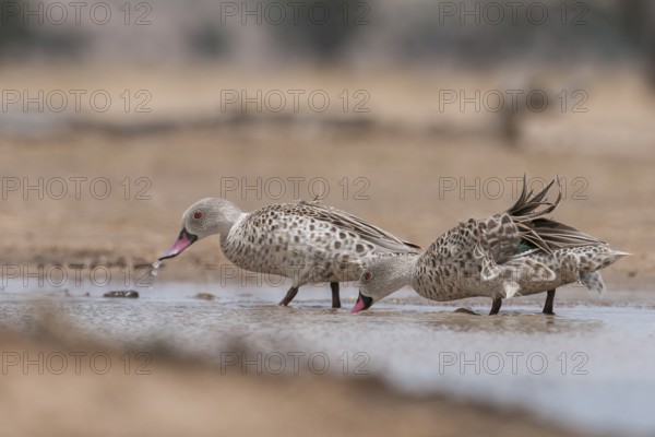 Cape Teal (Anas capensis), Northern Cape, South Africa