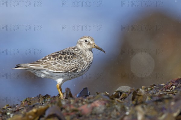 Purple Sandpiper (Calidris maritima), Myvatn, Iceland