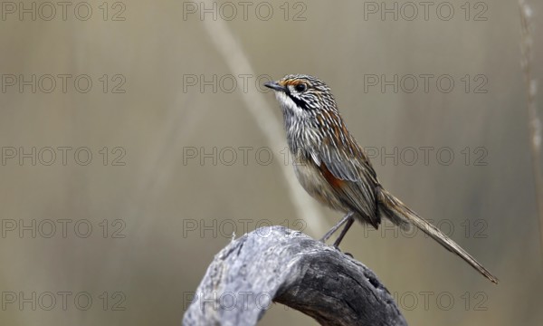 Striated Grasswren (Amytornis striatus), Victoria, Australia