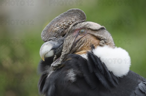 An Andean Condor at Parque Condor (Condor Park) in Otavalo, Ecuador. The Condor Park is a place where injured birds or birds that were kept as pets are rehabilitated. In this image you can see the nictating membrane which protects the eye has come over the eye