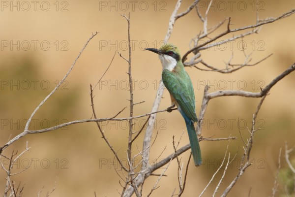 Somali Bee-eater (Merops revoilii), Samburu, Kenya