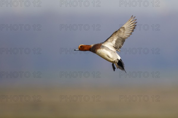 Eurasian Wigeon (Mareca penelope) male flying, Netherlands