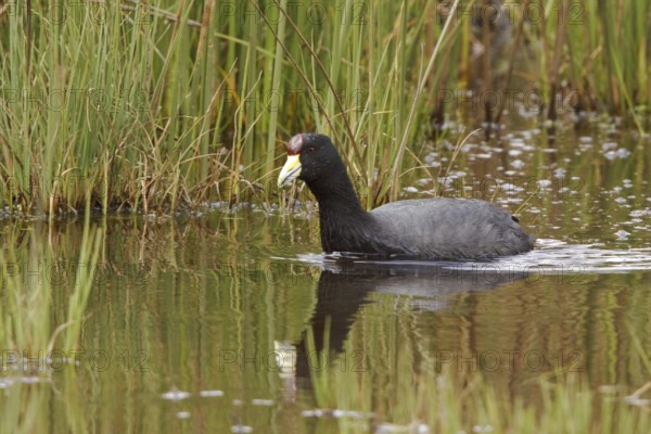 Andean Coot (Fulica ardesiaca), Ecuador