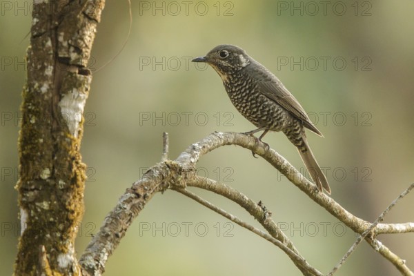 Chestnut-bellied Rock Thrush (Monticola rufiventris) female, Doi Lang, Thailand