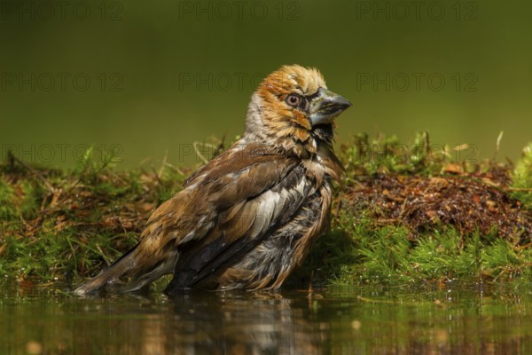 Hawfinch (Coccothraustes coccothraustes) male bathing, Utrecht, Netherlands