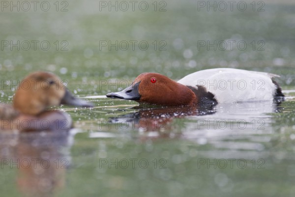 Common Pochard (Aythya ferina) male, Brandenburg, Germany