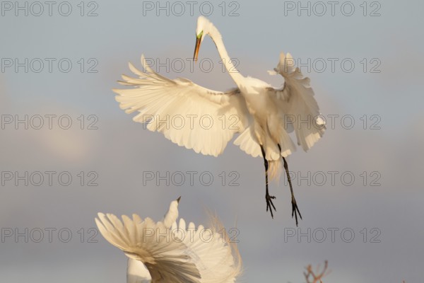 Great Egret (Ardea alba) flying, Florida, USA