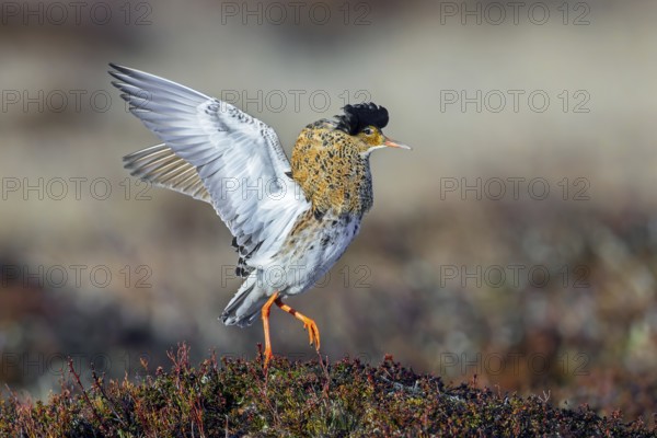 Ruff (Calidris pugnax) territorial male in breeding plumage displaying by flapping wings during courtship display at lek in spring, Scandinavia