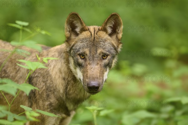 Close-up of an attentive wolf with an intense gaze, Wolf (Canis Lupus), Germany