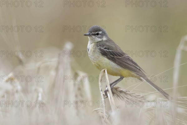 In (almost) ripe grain... Yellow wagtail (Motacilla flava), meadow wagtail, female, particularly pretty songbird of the open field sitting in a cereal field, native nature, Lower Rhine, North Rhine-Westphalia, Rhineland, Germany, Western Europe