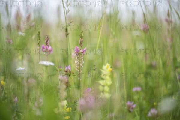 Futterwiese, Fettwiese mit verschiedenen Gräsern und Blüten, Esparsette (Onobrychis viciifolia) und Schlüsselblumen, Formatfüllend, Landkreis Konstanz, Baden-Württemberg, Deutschland