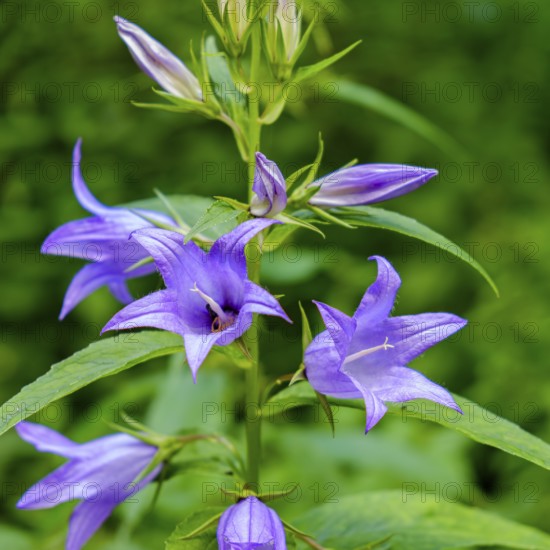 A specimen of Campanula latifolia, also known as broad-leaved campanula, in its natural environment