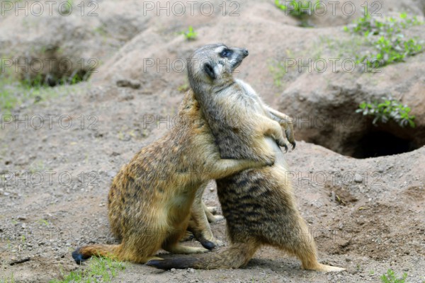 Meerkat (Suricata suricatta), captive, during playful fighting, measuring strength, occurrence southern Africa
