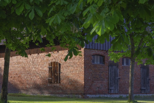 View through two chestnut trees to a part of a barn, Böhme, Heidekreis, Rethem Aller, Leine Aller Tal, Lower Saxony, Germany