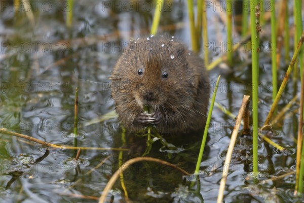 Water vole (Arvicola amphibius) adult rodent animal feeding on pond weed in a reedbed in summer, Suffolk, England, United Kingdom