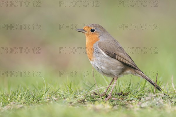 Songbird... Robin (Erithacus rubecula) in spring, in a good mood, singing on the ground, as can often be observed almost everywhere and also in the garden at home, native nature, Meerbusch, Lower Rhine, Rhineland, North Rhine-Westphalia, Germany, Western Europe