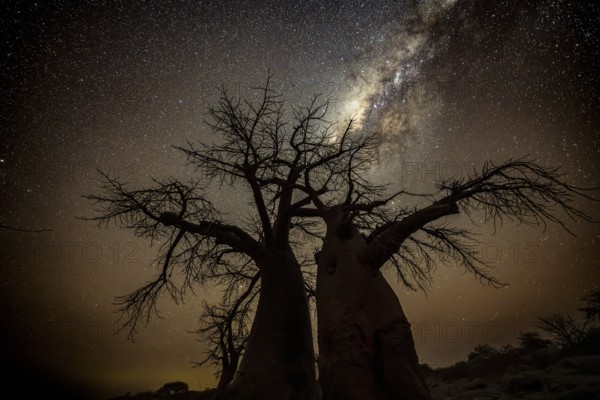 Silhouette of a baobab tree with starry sky and Milky Way, African baobab (Adansonia digitata), night shot, Kubu Island (Lekubu), Sowa Pan, Makgadikgadi Salt Pans, Botswana