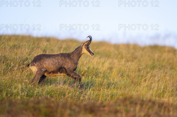 Chamois (Rupicapra rupicapra) on a meadow in the Vosges Mountains, wildlife, France