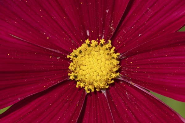 Cosmos red flower in a garden, England, United Kingdom