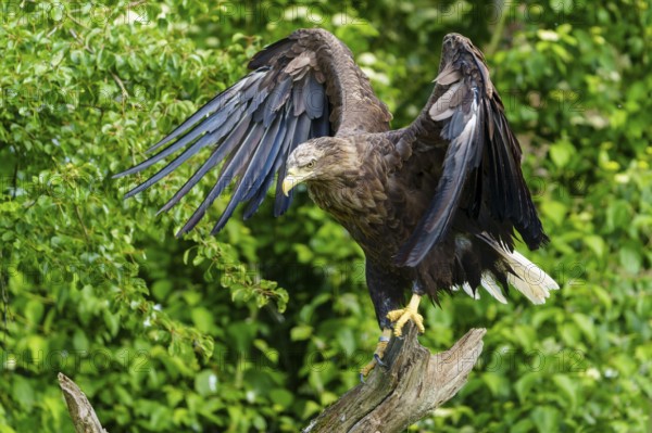 An eagle soars from a tree trunk, framed by green leaves, white-tailed eagle (Haliaeetus albicilla), France