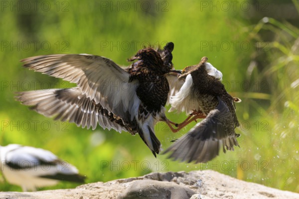 Two birds fighting in the air with outstretched wings, surrounded by nature, ruff (Calidris pugnax, syn.: Philomachus pugnax), courtship display, France