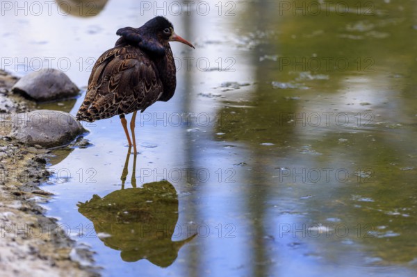 Bird standing in the water, its reflection is visible, ruff (Calidris pugnax, Syn.: Philomachus pugnax), courtship display, France