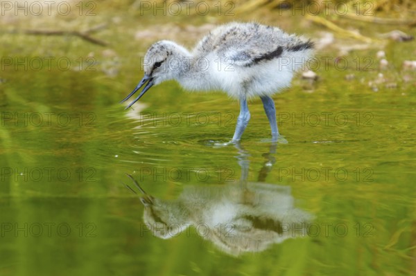 Young bird drinking or pecking water surface with visible reflection, Avocet, (Recurvirostra avosetta), France
