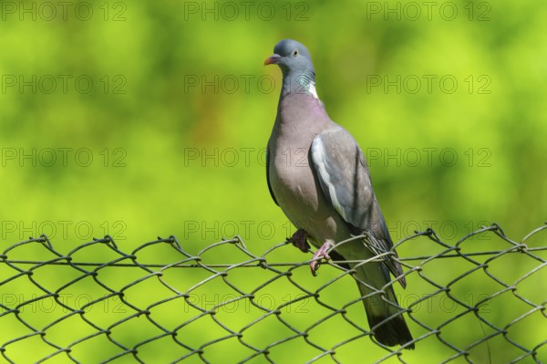 Pigeon on a wire fence with a bright green background under a blue sky, wood pigeon (Columba palumbus), wildlife, Germany