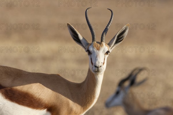 Springbok (Antidorcas marsupialis), adult, animal portrait, evening light, Kalahari desert, Kgalagadi Transfrontier Park, Northern Cape, South Africa
