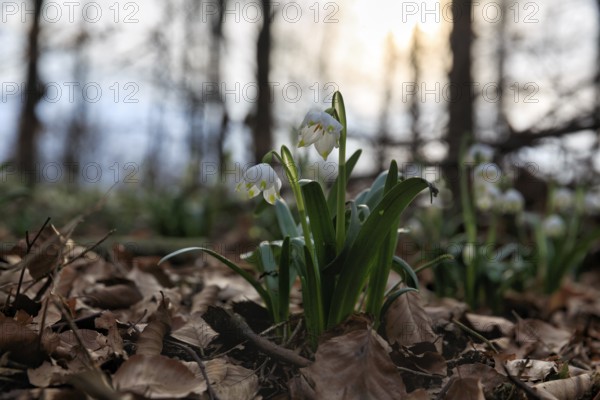 Spring knot flower (Leucojum vernum), spring snowflake on the forest floor, deciduous forest, backlight, Schweineberg nature reserve, Hameln, Lower Saxony, Germany